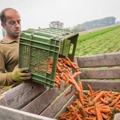 Neben dem Ernte-Traktor spielt der Mensch eine entscheidende Rolle bei der Ernte des Bio-Gemüses. Nur so entsteht beste Qualität, die man schmecken kann.