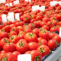 Vor allem Lebensmittelexporteure sind von der Verzögerung beim Zollabbau in den GCC-Staaten betroffen.