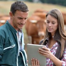 Landwirte mit einem Tablet in der Hand auf einer Kuhweide