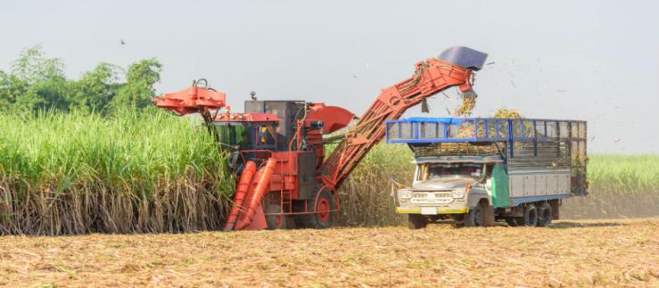 harvest sugar cane