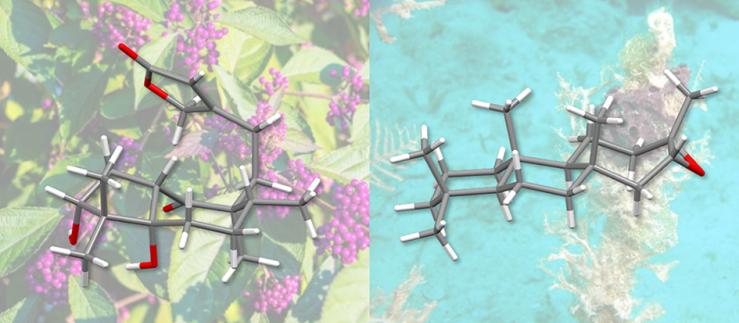 Using a new approach, chemists at the University of Basel have succeeded in the total synthesis of the two natural substances randainin D (left) and barekoxide (right). Image credit: University of Basel, O. Baudoin