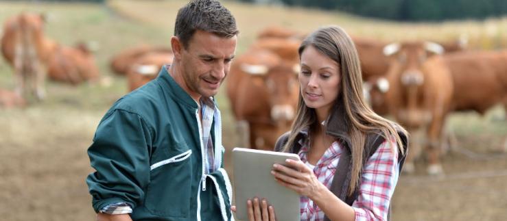 Landwirte mit einem Tablet in der Hand auf einer Kuhweide