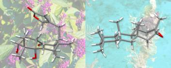 Using a new approach, chemists at the University of Basel have succeeded in the total synthesis of the two natural substances randainin D (left) and barekoxide (right). Image credit: University of Basel, O. Baudoin