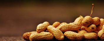 Mabylon may accelerate development of its peanut allergy antibody product with biotech funder Pfizer Ignite. 