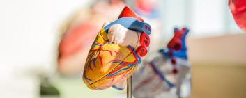 Zu den Entwicklungen von Xeltis gehört ein restauratives kardiovaskuläre Zugangstransplantat für Patienten mit chronischer Nierenerkrankung und Dialysebedarf. 