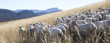 Schoeller Textil verarbeitet neu nachhaltig gewonnene Wolle von Nativa.
