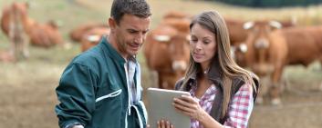 contadini con tablet su un campo di mucche